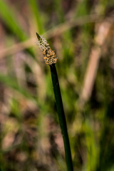 Eleocharis dregeana