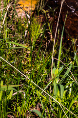 Eleocharis dregeana