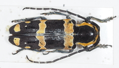 Tragocephala jucunda