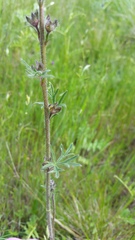 Sidalcea malviflora