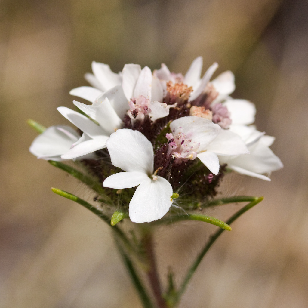 Calycadenia multiglandulosa