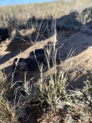 Scleropogon brevifolius