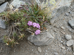 Dianthus microlepis