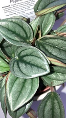 Peperomia argyreia