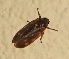 Image of Ocoaxo septemnotatus