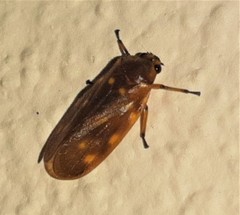Ocoaxo septemnotatus