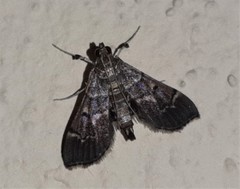 Cryptobotys zoilusalis