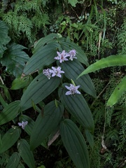 Tricyrtis suzukii