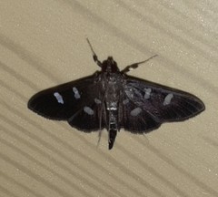 Desmia octomaculalis