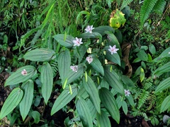 Tricyrtis suzukii
