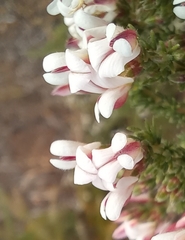 Aspalathus submissa