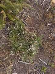 Aspalathus submissa