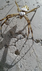 Argiope argentata