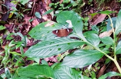 Celaenorrhinus putra