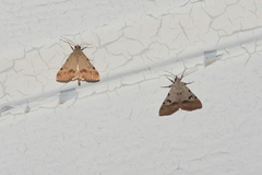 Hemeroplanis historialis