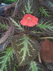 Episcia cupreata