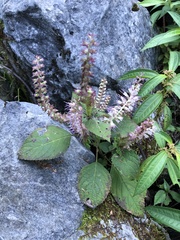 Collinsonia macrobracteata