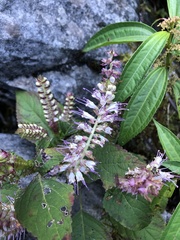 Collinsonia macrobracteata
