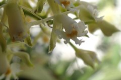 Epidendrum brevivenium