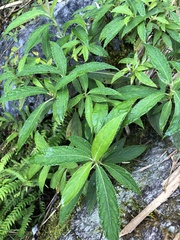 Hydrangea longifolia