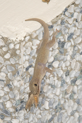 Hemidactylus bowringii