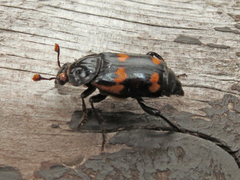 Nicrophorus sayi