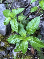 Mercurialis leiocarpa