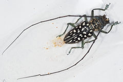 Stellognatha maculata