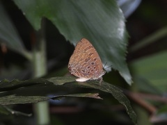 Arhopala athada