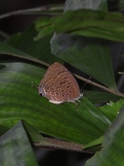 Arhopala athada