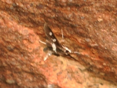 Desmia subdivisalis