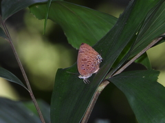 Arhopala athada