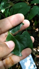 Aquilaria