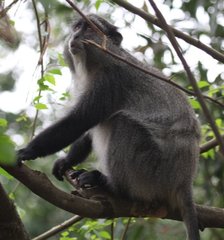 Cercopithecus mitis erythrarchus