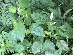 Collinsonia macrobracteata