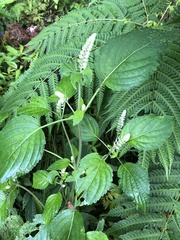 Collinsonia macrobracteata