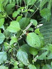 Collinsonia macrobracteata