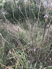 Verbena officinalis