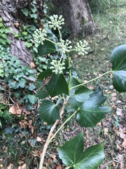 Hedera helix