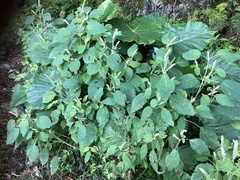Collinsonia macrobracteata
