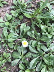 Bellis perennis