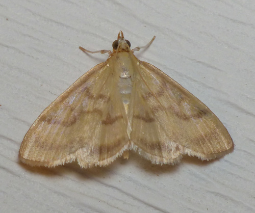 Pale-winged Crocidophora Moth photo 3