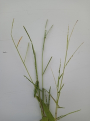 Urochloa platyphylla