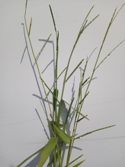 Urochloa platyphylla