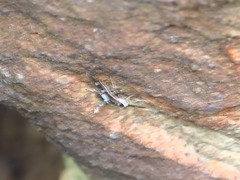 Desmia subdivisalis