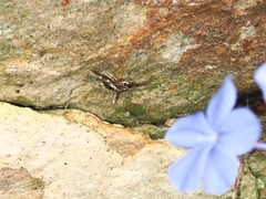 Desmia subdivisalis