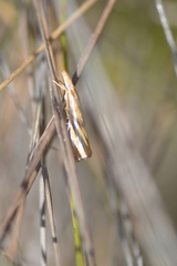 Crambus multilinellus