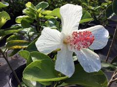 Hibiscus arnottianus