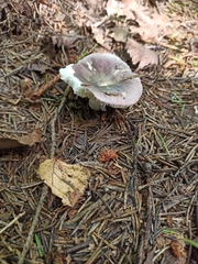 Russula violacea