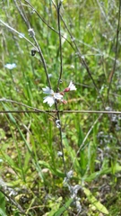 Lithophragma affine